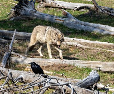 Wolf Walking Through the Deadfall.jpg