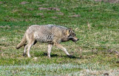 Wolf Walking.jpg