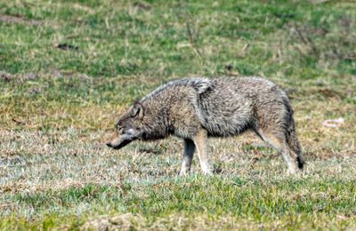 Wolf with Head Down.jpg