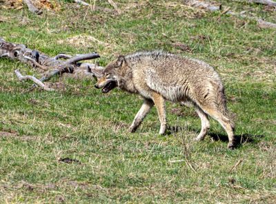 Wolves