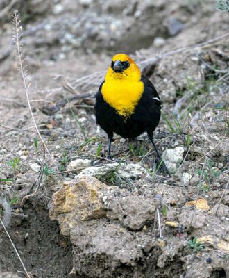Yellow Headed Blackbird at Floating Island Lake.jpg