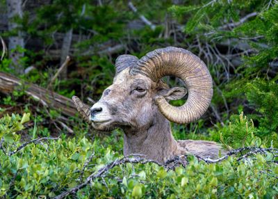 Bighorn Ram Head.jpg