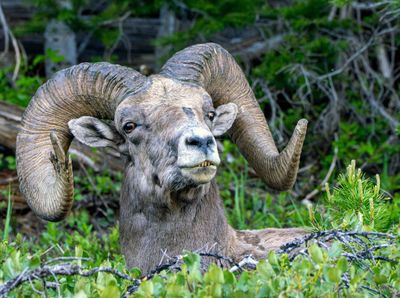 Bighorn Ram Profile.jpg