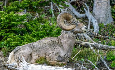 Bighorn Ram Recumbant.jpg