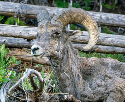Bighorn.jpg