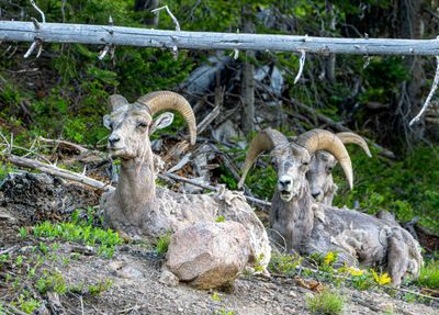 Bighorns.jpg