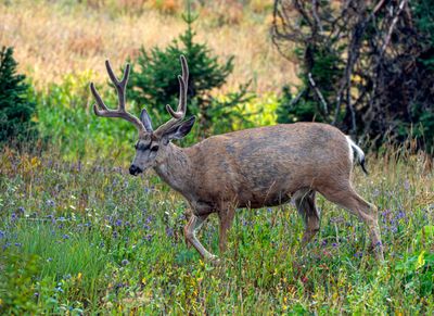 Buck in the Wildflowers.jpg