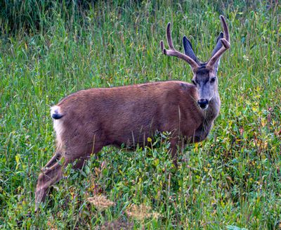 Deer Buck.jpg