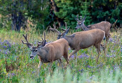 Deer in the Wildflowers.jpg