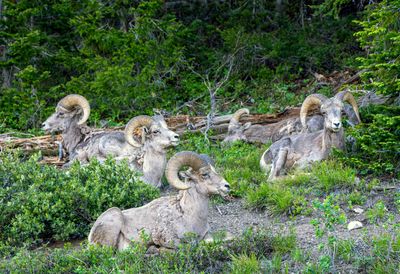 Five Bighorn Rams.jpg