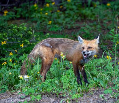 Fox in the Grass.jpg