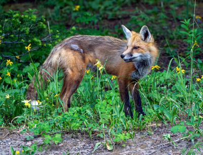 Fox Looking Back.jpg