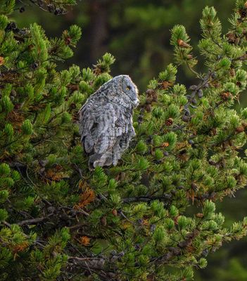 Great Gray Owl in the trees.jpg