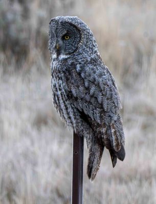 Great Gray Owl on a Post.jpg