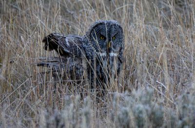 Great Gray Owl on the Hunt.jpg