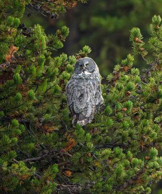 Great Gray Owl on the Lookout.jpg