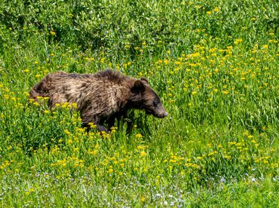 Grizzly in the wildflowers.jpg