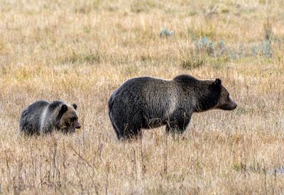 Grizzly Sow and Cub Near Nez Perce Ford.jpg
