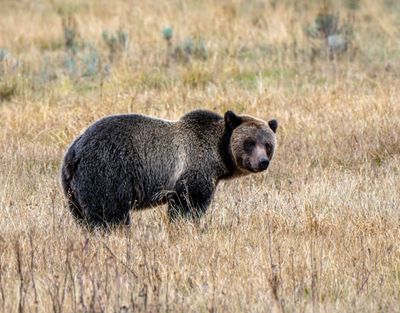 Grizzly Sow Near Nez Perce Ford.jpg
