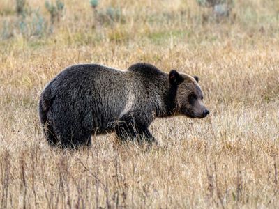 Grizzly Sow near Nez Perce.jpg