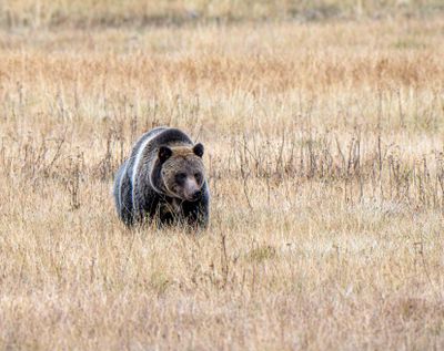 Grizzly Sow.jpg