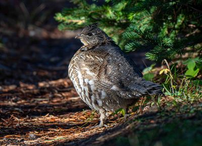 Grouse Hen.jpg