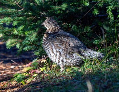 Grouse in the Brush.jpg