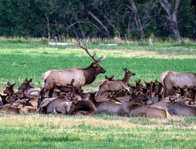 King of the Herd.jpg