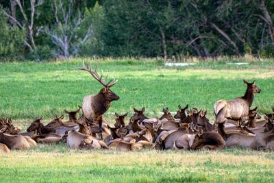 Lord of the Herd.jpg