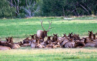 Master of the Herd.jpg