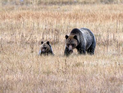Momma Grizz and Baby Grazing.jpg