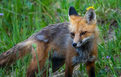 Red Fox in the Grass.jpg