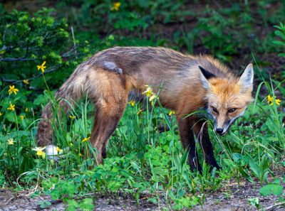 Red Fox Looking Back.jpg