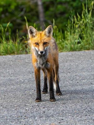 Red Fox on the Road.jpg