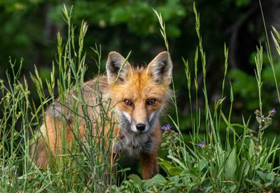 Red Fox.jpg