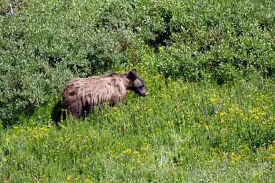 Subadult Grizzly in the Wildflowers.jpg