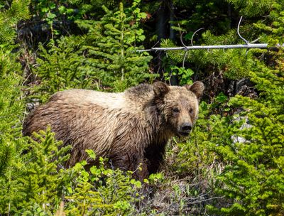 Subadult Grizzly Near Steamboat.jpg