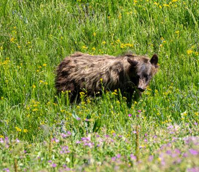 Subadult Grizzly on the Beartooth.jpg