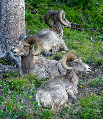 Three Bighorn Rams.jpg