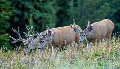 Three Bucks.jpg