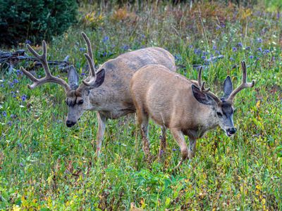 Two Bucks.jpg