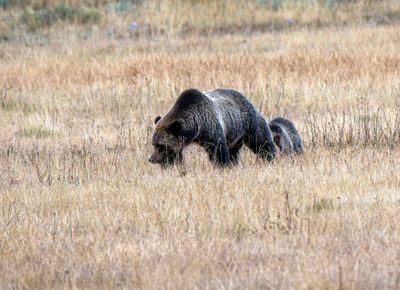 Two Grizz Near Nez Perce.jpg