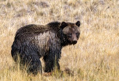 Young Grizzly at the Yellowstone River.jpg