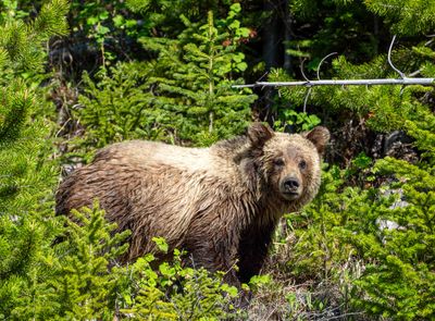 Young Grizzly Near Steamboat.jpg