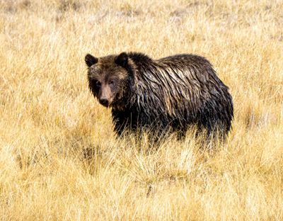 Young Grizzly Near the Yellowstone River.jpg