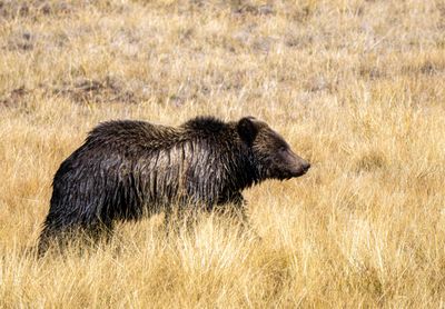 Young Grizzly on the March.jpg