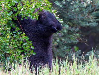 Black Bear Eating Berries.jpg