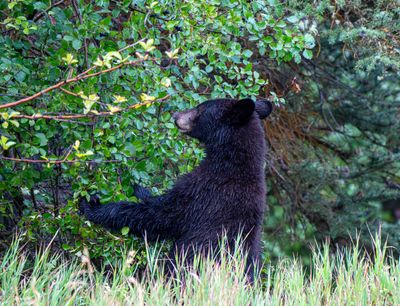 Black Bear in Grand Teton Eating Berries.jpg