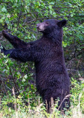 Black Bear on the Lookout.jpg