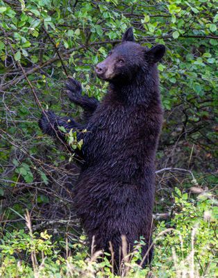 Black Bear Standing.jpg